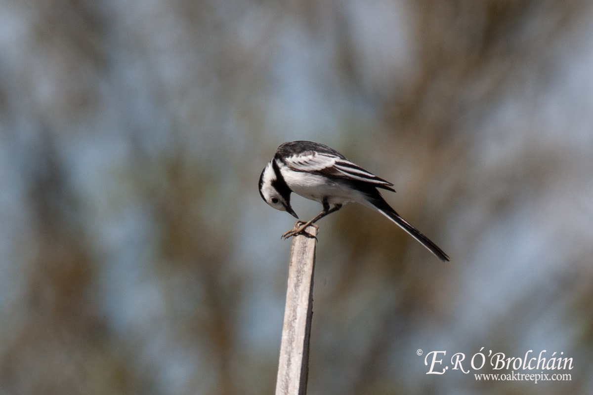 Wagtail in our garden.