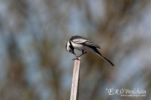 First nature shots with new lens